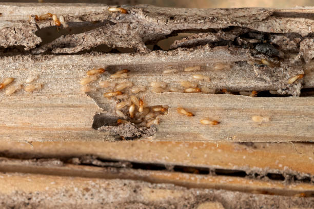 Best Insect Control  in Tavernier, FL